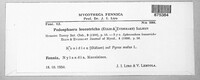 Podosphaera leucotricha image